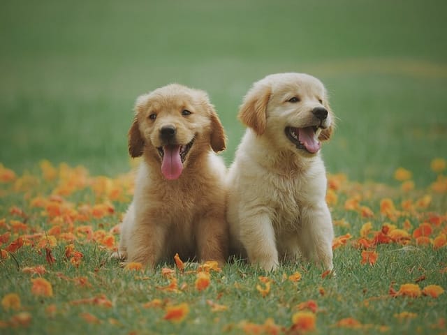 Слатки кученца, slatki kucenca