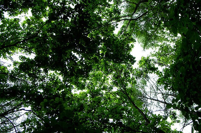 arboretum-woods-groves-wood-preview (1)